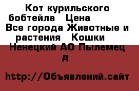 Кот курильского бобтейла › Цена ­ 5 000 - Все города Животные и растения » Кошки   . Ненецкий АО,Пылемец д.